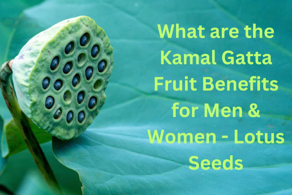 Kamal Gatta Lotus Root