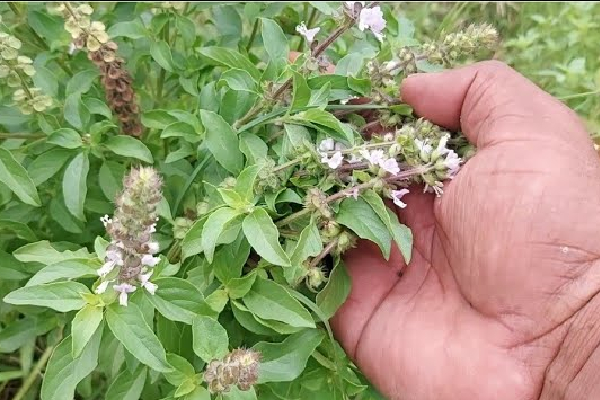 Tukmalanga Basil Seeds
