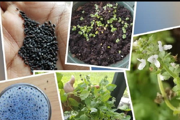 Tukmaria Sweet Basil Seeds
