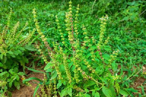 Tukmaria Sweet Basil Seeds